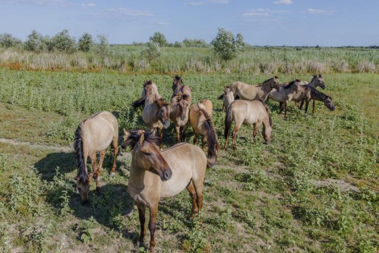 Дельту Дунаю визнали європейським флагманом відновлення природи на COP 15