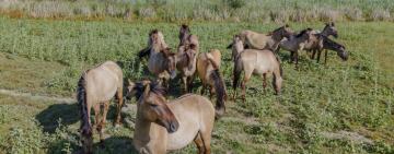 Дельту Дунаю визнали європейським флагманом відновлення природи на COP 15