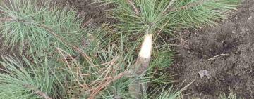 В Кілії діти-сироти залишились без ялинки: хтось варварськи нищить висаджене ними дерево другий рік поспіль