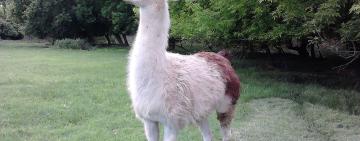 На Одещині стоматологи лікували незвичайну пацієнтку