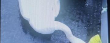 На Одещині патрульні врятували лебедя, який заплутався в рибальській сітці і мало не загинув (відео порятунку)