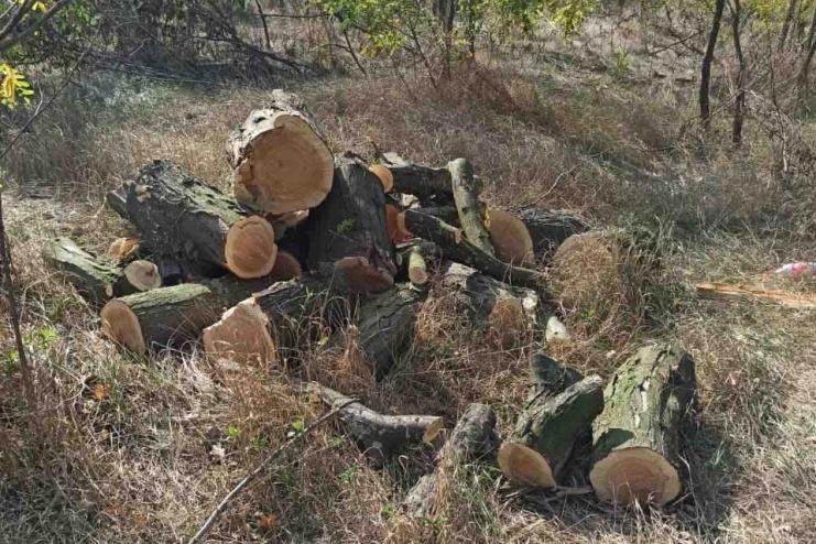 Татарбунари: двом лісорубам повідомили про підозру в незаконній порубці дерев