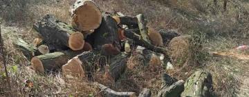 Татарбунари: двом лісорубам повідомили про підозру в незаконній порубці дерев