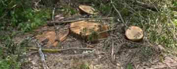 На Одещині поліцейський зі спільниками нарубали на землях «Укрзалізниці» дров на сім млн гривень