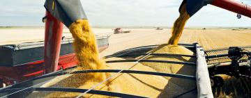 Одеських митників звинувачують у шахрайстві під час експорту зерна