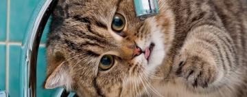 У Бородіне вирішено проблему з водою