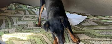 Службовий пес прикордонників Ізмаїльського загону двічі за добу знайшов наркотики на ПП «Орлівка»