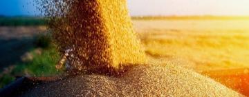 Мінінфраструктури: Ефіопія отримає ще 30 тис. тонн української пшениці