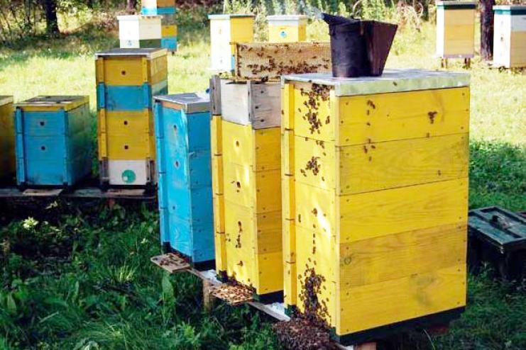 У Сараті судили підлітків, які вкрали вулики із бджолами в односельчанки
