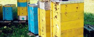 У Сараті судили підлітків, які вкрали вулики із бджолами в односельчанки