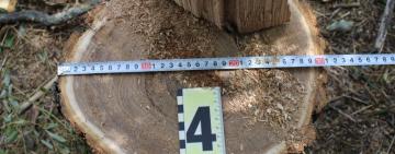 На Одещині троє молодиків знищили дерева софори японської в захисній лісосмузі