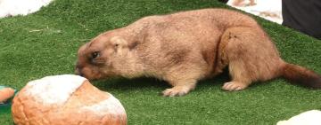 Бабак Тимко ІІІ дав прогноз на весну (відео)