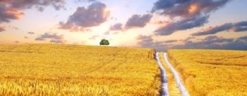 26-річний житель Болградського району впродовж двох років незаконно використовував 80 га сільськогосподарських земель