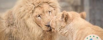 Одеський зоопарк підбив підсумки конкурсу «Пара року - 2023»