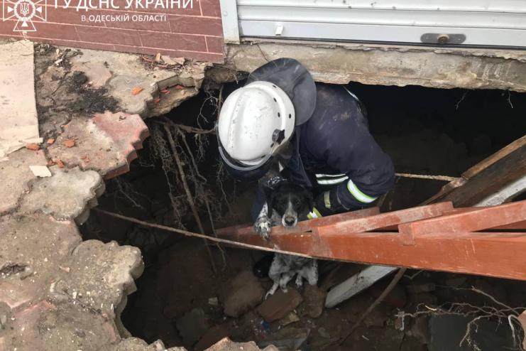 ПОРЯТУНОК ЧОТИРИЛАПОГО: в Одеській області рятувальники витягнули з пастки собаку