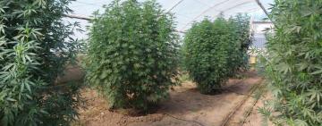 На Одещині судитимуть чоловіка, який у теплиці вирощував коноплі