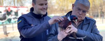 Мандри до великого міста:  в Одесі врятували фазана, який застряг у бампері авто