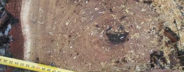 Мешканець Одещини спиляв понад 100 дерев на суму понад 280 тисяч гривень: вирок суду