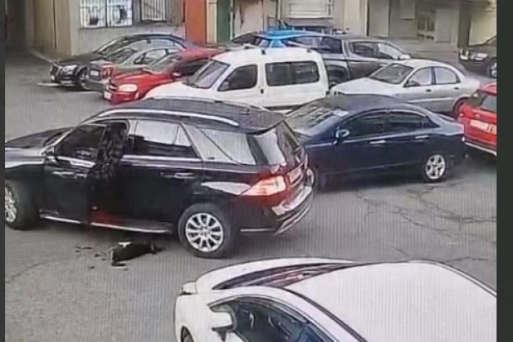 Наїхав на собаку та просто поїхав: в Одесі поліція відкрила справу 