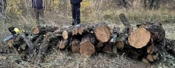 За незаконну порубку дерев, що заподіяла істотну шкоду державі, засудили 53-річного жителя Татарбунар