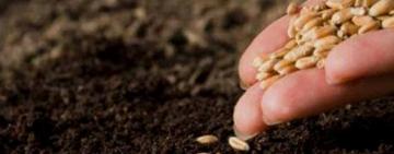  У Болградській РВА розповіли про стан посівів озимих та ярих культур у господарствах району