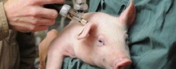 На підприємстві Одещини виявлено осередок небезпечної хвороби свиней