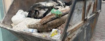 Дивна знахідка в Одесі: серед сміття місцеві виявили щось схоже на мертву корову
