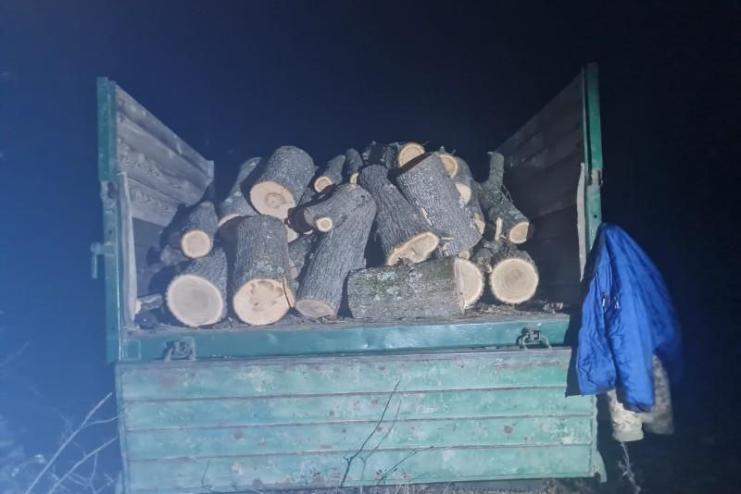 На Одещині «чорних» лісорубів спіймали на місці злочину