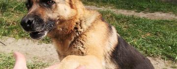 Прикордонник вратував поранену осколками вівчарку Джесіку на Донеччині і тепер вона член його родини (відео)