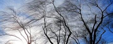 На Одещині може бути «деревопад» та обрив проводів: енергетики вже переведені у підвищену готовність