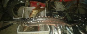 В Кілійській громаді затримали чоловіка із Червонокнижною севрюгою і оселедцем