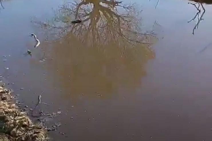 В Болградському районі назріває екокатастрофа: сільгосппідприємство зливає нечистоти в річку, яка є джерелом питної води (відео)