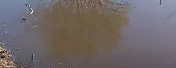 В Болградському районі назріває екокатастрофа: сільгосппідприємство зливає нечистоти в річку, яка є джерелом питної води (відео)