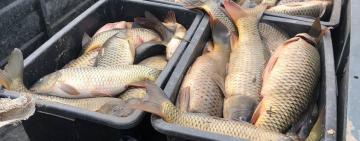 В Болградському районі затримано порушника який перевозив !243 кг сазанів без документів