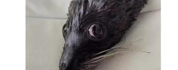 Одеський дельфінарій  "Немо" знову потрапив у скандал через фотосесії з тваринами у готелі