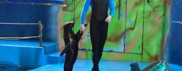 За фактом жорстокого поводження з морськими котиками в готелі «НЕМО», поліція почала кримінальне провадження