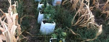 Чотирьох мешканців Болградського району відправили на лаву підсудних за наркозлочини