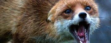 На Одещині почастішали випадки сказу тварин