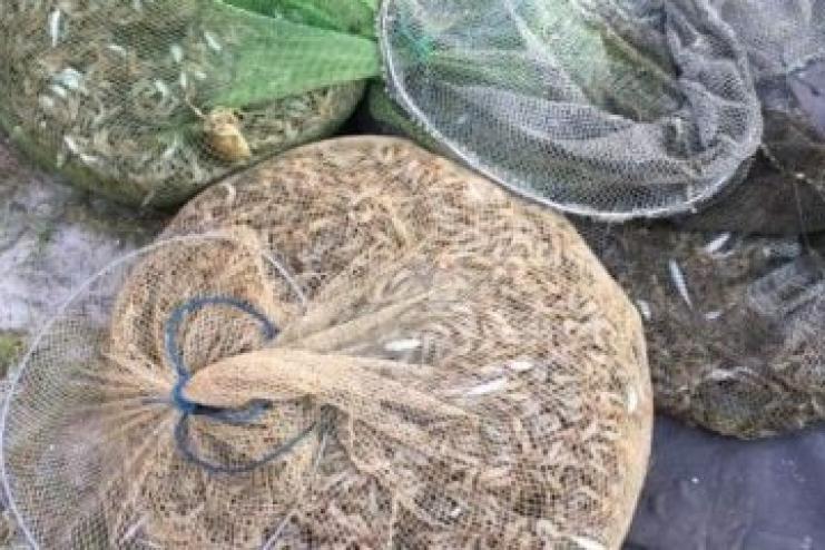 На Одещині затримано браконьєра, який наловив креветок і крабів на більш ніж 100 тисяч грн 