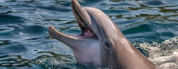 Екоцид: за місяць у Чорному морі виявили понад сто загиблих дельфінів - у всьому винна російська агресія