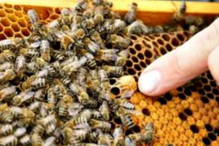 У Білгород-Дністровському районі Одеської області зафіксували масовий мор бджіл