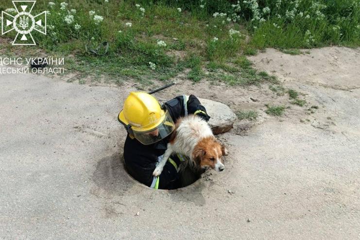Працівники ДСНС врятували двох собак у Біляївці та Рені