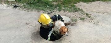 Працівники ДСНС врятували двох собак у Біляївці та Рені