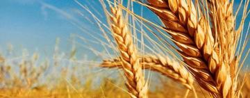 Виробництво пшениці в Україні впаде на 21% у 2023-2024 маркетинговому році