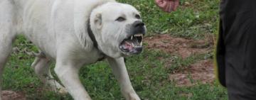 На Одещині алабай покусав 10-річну дитину і до смерті загриз сусідського пса  