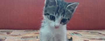 На судні, що прямує  в порт Ізмаїл з Ізраїлю, врятували кошеня: моряки звертаються до ізмаїльців по допомогу