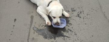 В Одесі врятували собаку, якого господиня зачинила в машині та пішла в ресторан  