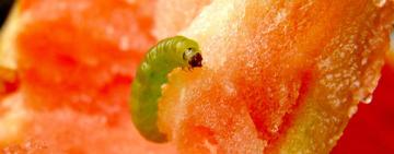 З Одещини до Туреччини повернули близько 22 тисяч тонн заражених томатів