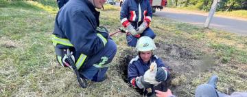 У Тарутине врятували з каналізаційної ями собаку та гусенят