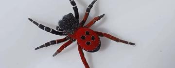 На Одещині зафіксували появу небезпечного рідкісного павука